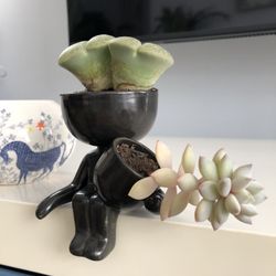 Real Succulents In cute Pot