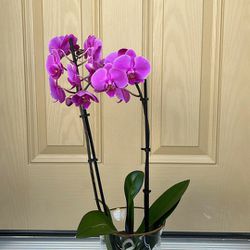 $19 Beautiful Fragrant Orchid 