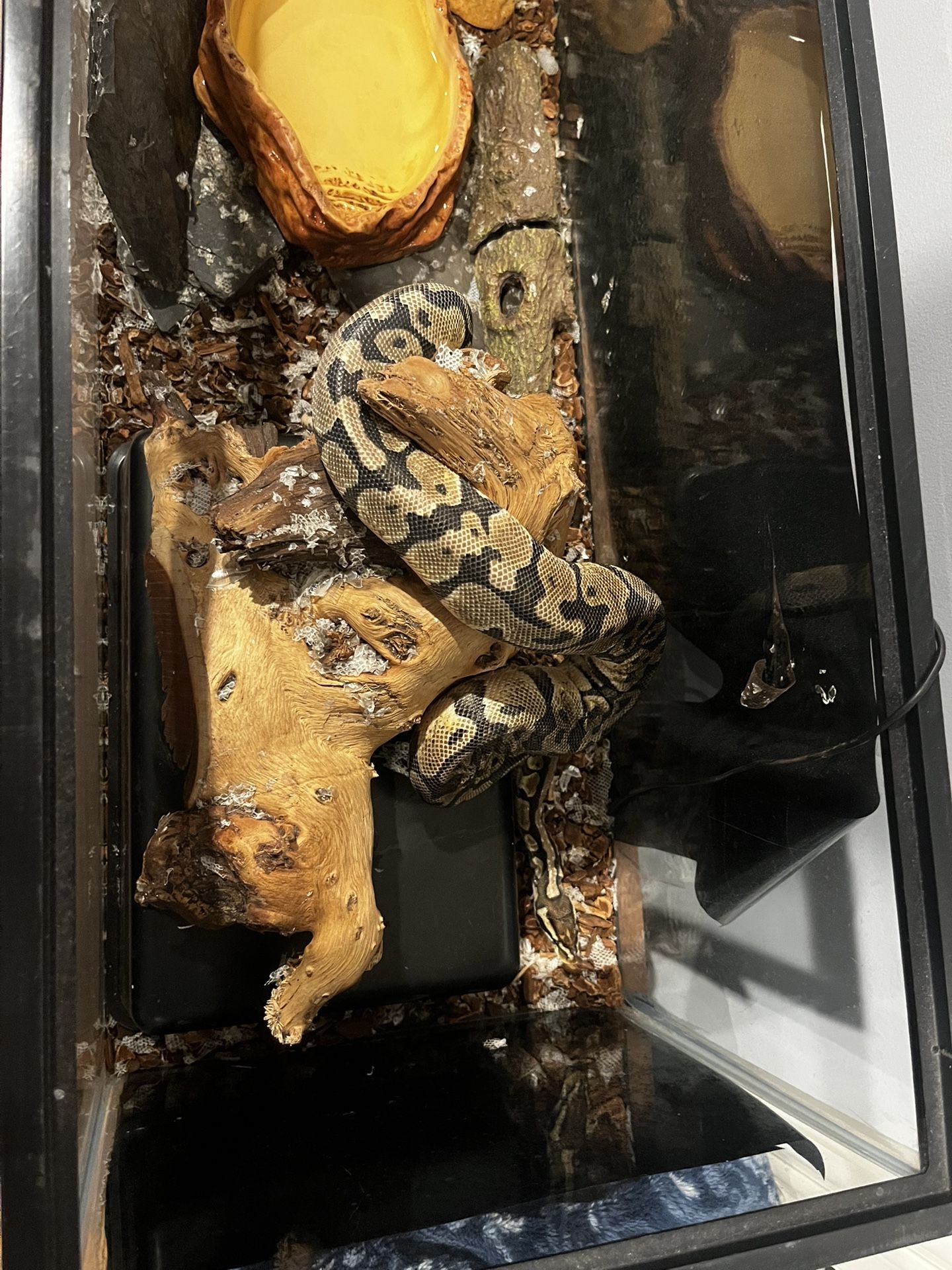Ball python enclosure free (read description)