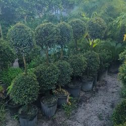 Topiary doble in 3 gls pot. SPECIAL PRICE 🤩