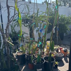 Dragon Fruit Plant