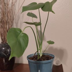 Split Leaf Monstera