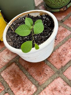 Rare Cherimoya Trees