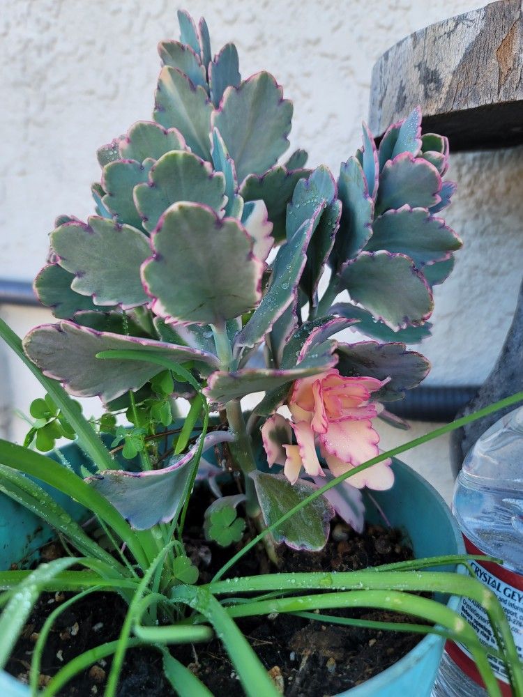 Organic Kalanchoe Succulent Plant.