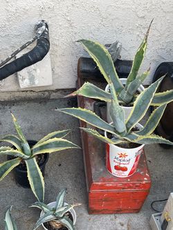 Agaves
