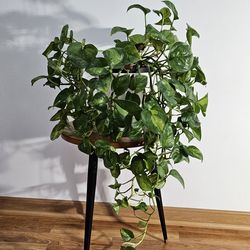 Healthy rare leaf Pothos Plant – Full, Trailing, Ceramic Planter Included