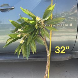 Large Plumeria Cuttings