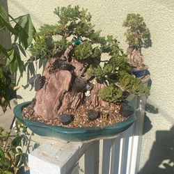 Juniper Procumbens Nana On Rock Bonsai