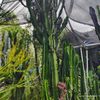 Gene Exotic Cactus