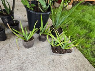 Aloe Vera