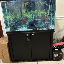 Fish Tank 