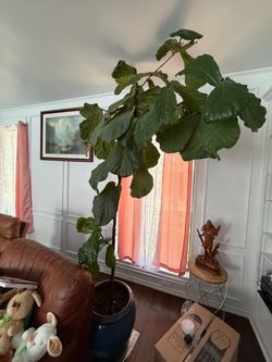 House live plant
