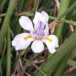 4 Inch Pot Perennial Plant - Iris Rhizomes - White Flowers - Rooted and Established - Beautiful Color 🪴- Drought Resistant 