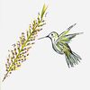 Hummingbird Threads 