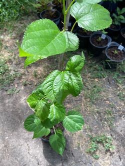 Mulberry Tree Seedling (Dwarf )