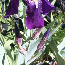 Iris Plants.