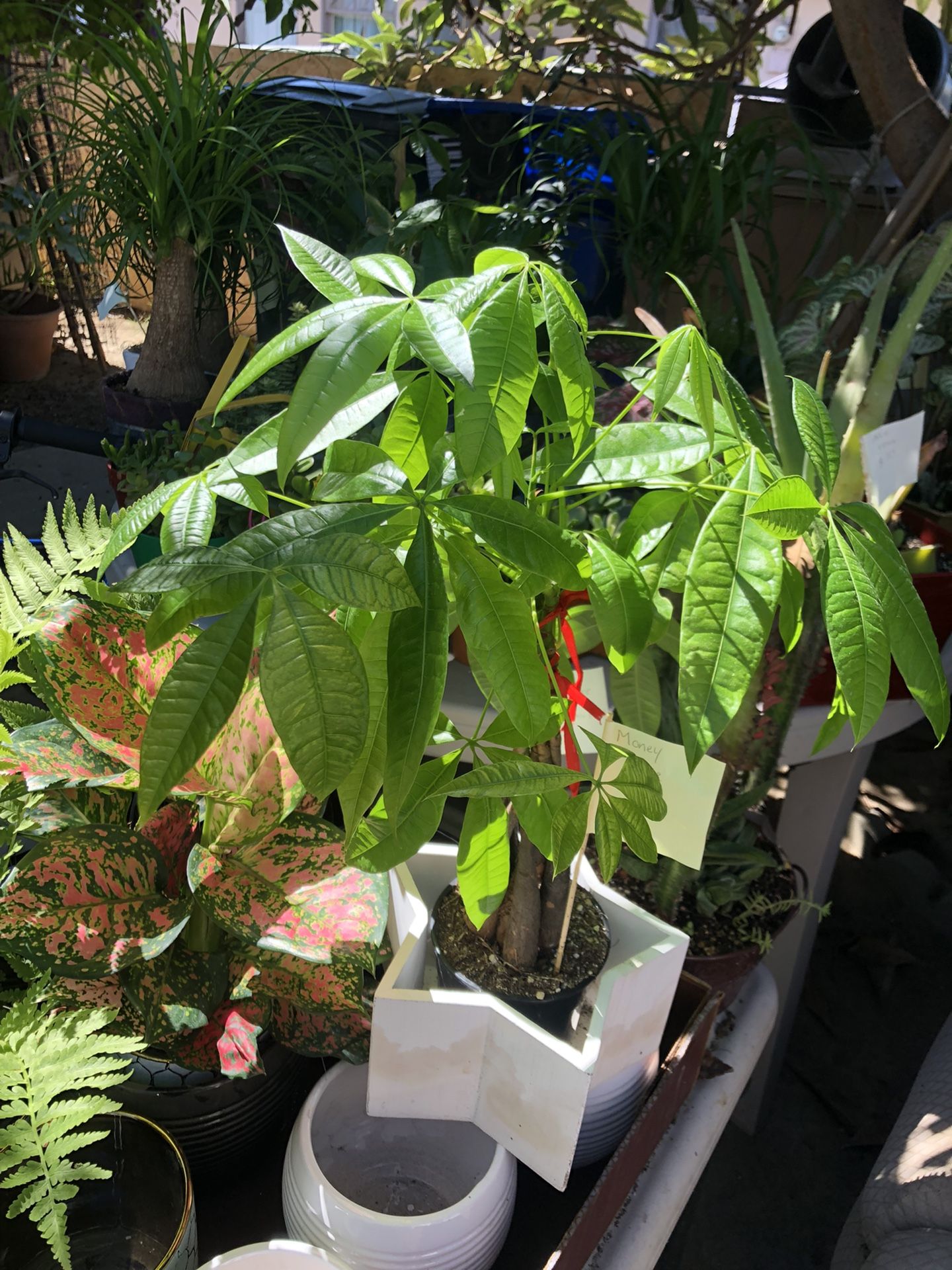 Plants For Sale