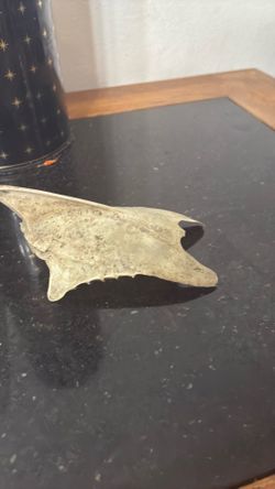 Stingray skull