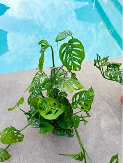 Plants (8”pot🌿Monstera Adansonii”Swiss cheese” )