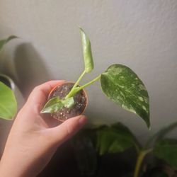 2" Monstera Thai Constellation 