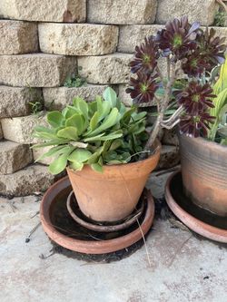 Aeonium In Clay Pot