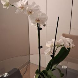 Real white Phalaenopsis orchid