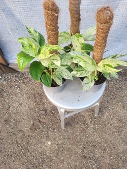 Marble Queen Pothos 6" Nursery Pot $8 Each