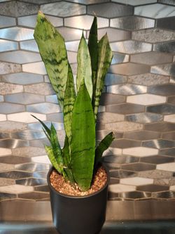 5" Sensaviera Snake Plant Potted in A Black Ceramic Pot
