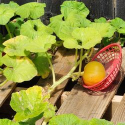 Pumpkin potted plants 
