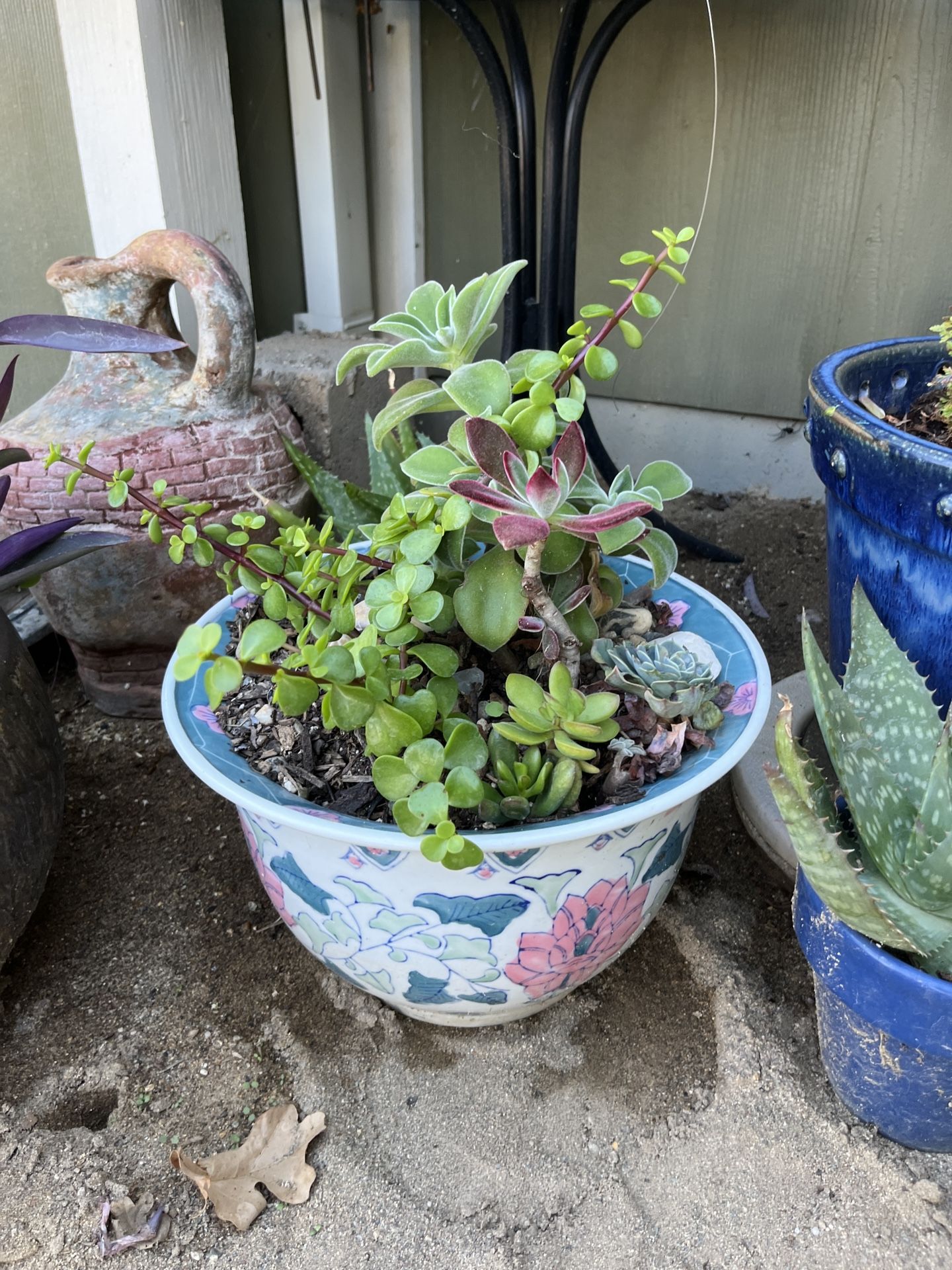 Sweet Succulent Arrangement In A Lovely Pot