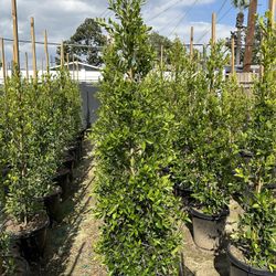 Ficus Nitida Indian Laurel Privacy Hedge