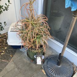 Potted Outdoor Plant