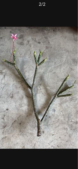 Plumeria cuts and plants