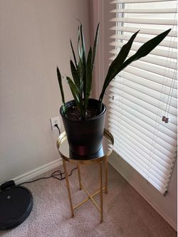 Gold Mirror-Top Plant Stand with Snake Plant