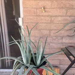 Aloe Vera Plants