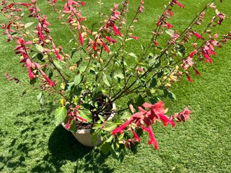 Salvia large healthy plant potted red flowers