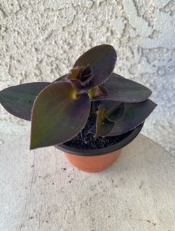 4 Inch Pot Succulent Plant - Rare Tradescantia Pallida - Purple Heart Wandering Dude - Rooted & Established - Drought Resistant 🪴
