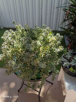 Plant Himalayan sedum