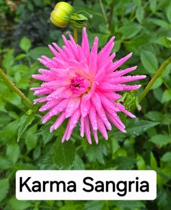 Dahlia Plants Karma Sangria $5 Each