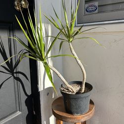 Sculptural Dracaena Marginata Characteristic Dragon Tree Live Houseplant Natural 36” Tall Plant 