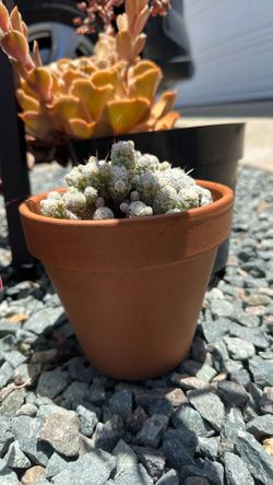 Mini Cactus Cluster in Terracotta Pot