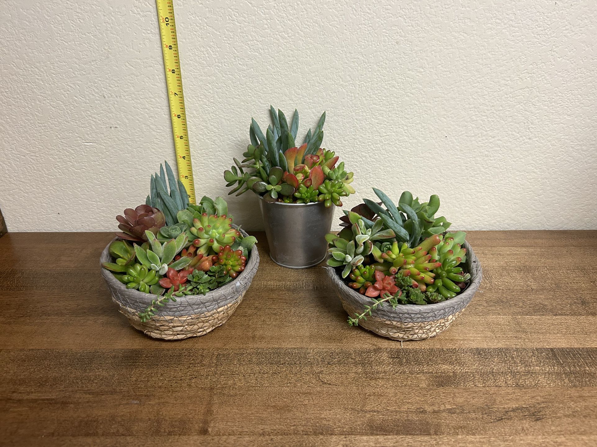 Mother’s Day Succulent Plant Gifts
