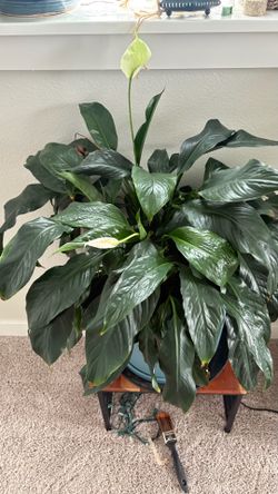 Large flowering peace lilly ( ceramic pot not included)