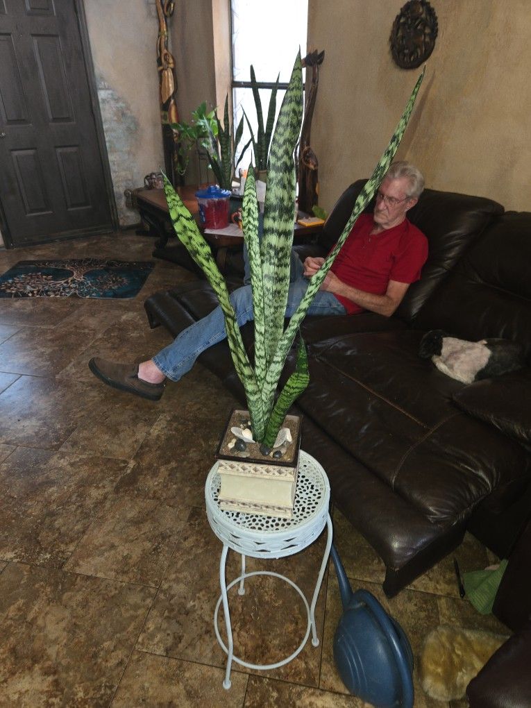 2ft 7in Tall Sansevieria Snake Plant In Ceramic Pot With Shells And Stones 