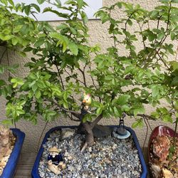 Bonsai Chinese Elm Two Available $95 Each