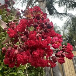 Crape Myrtle, Lagerstroemia, Mirto, Crespón 