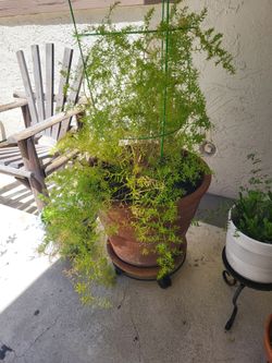 Outdoor fern plant for sale $40