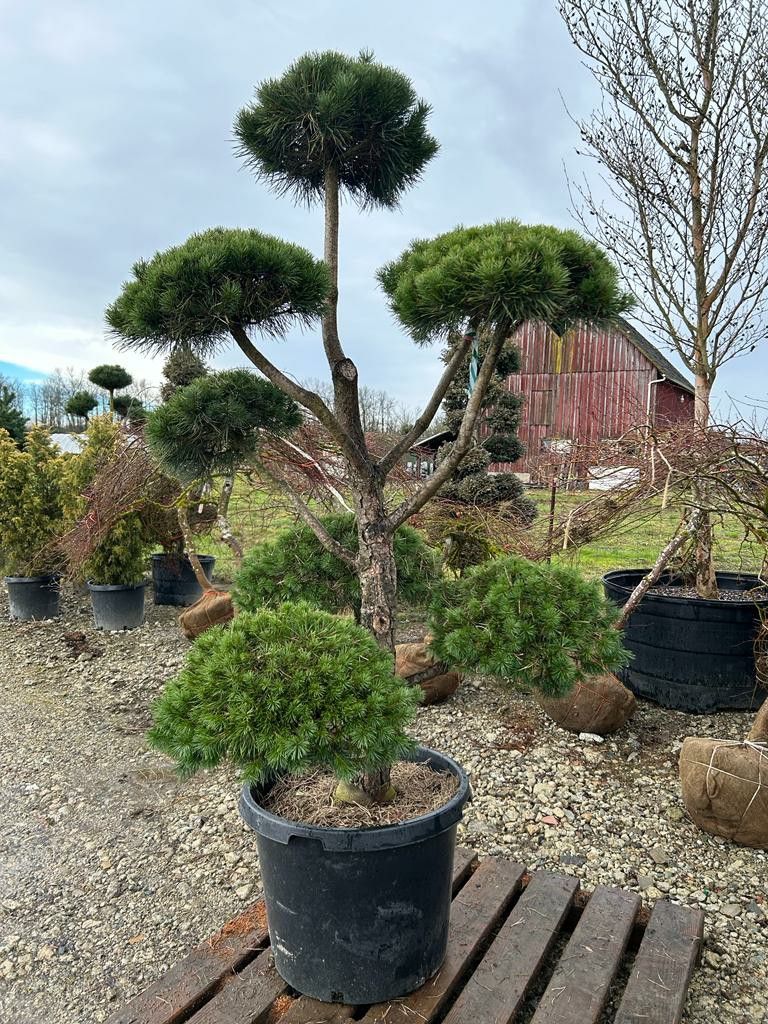 Dwarf Conifers For Sale
