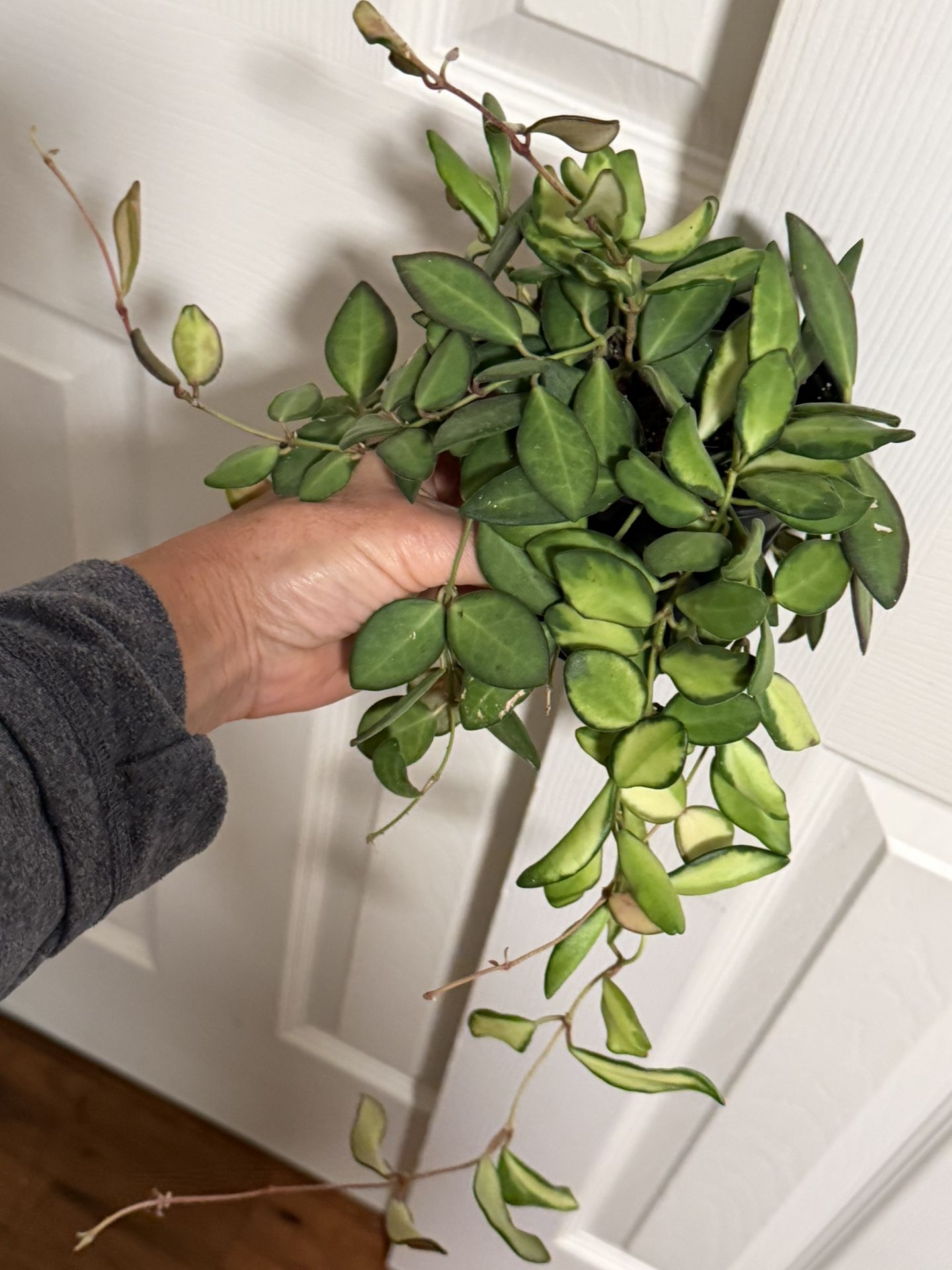 Hoya Variegated Burtoniae