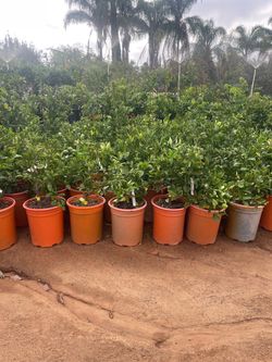 5 Gallon Size- Citrus Trees- Fruiting Age- Lemon Trees- Lime Trees- Orange Trees- Tangerine Trees